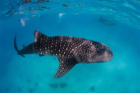 Swim With The Whale Sharks in Puerto Princesa - Online Booking