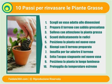 Rinvaso Delle Piante Grasse Guida Completa E Consigli Pratici