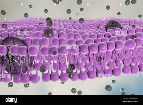 Prote Nas Integrales Membrana Celular Fotograf As E Im Genes De Alta