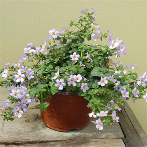 Bacopa Seeds Bacopa Blutopia Blue Flower Seeds