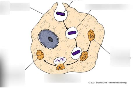 phagocytosis Diagram | Quizlet