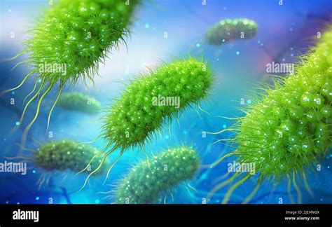 Escherichia Coli Colonia De Bacterias D Ilustraci N Microorganismos