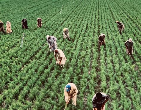 Subsistence Farming vs. Industrial Agriculture in Africa: What Destroys More? | Rainforest ...