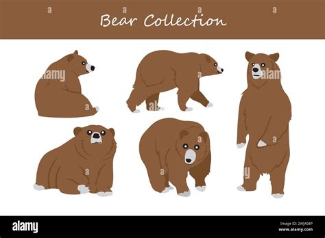 Set Of Brown Bears Vector Illustration Isolated On A White Background