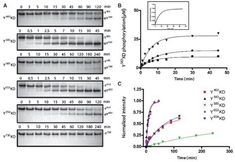 Quantitative Analysis Of Phosphorylation Of Individual Fgfr1 Kinase