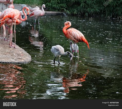 Pink Flamingo Baby Image & Photo (Free Trial) | Bigstock