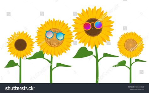 Sunflowers Wearing Sunglasses Isolated On White Stock Vector Royalty