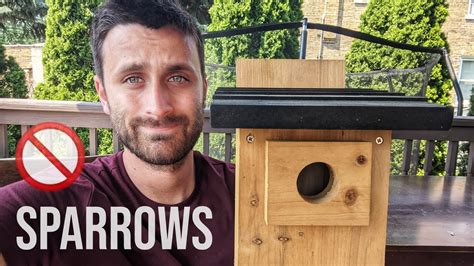 How To Keep House Sparrows Out Of Bluebird Houses YouTube