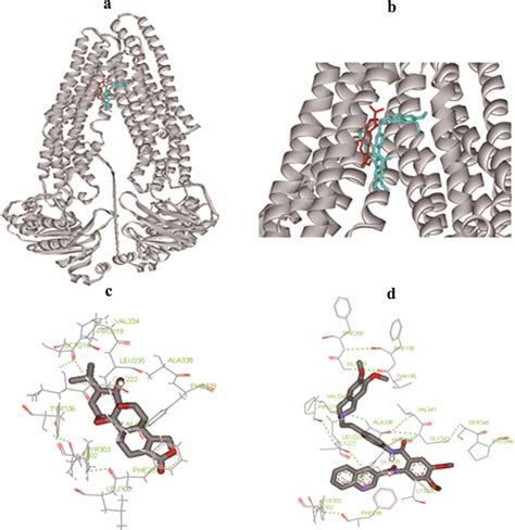 Molecular Docking Of Triptolide And Tariquidar To Mouse P Gp The