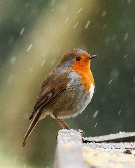 Robin in Snow