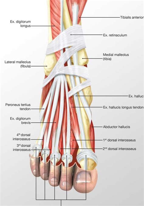 Foot Dorsal Muscles 3D Illustration | Price