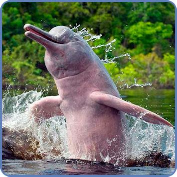 The Amazon River Dolphin | The Life of Animals