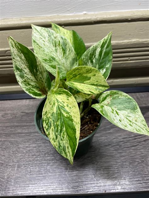 Marble Queen Pothos Epipremnum Aureum Marble Queen Etsy