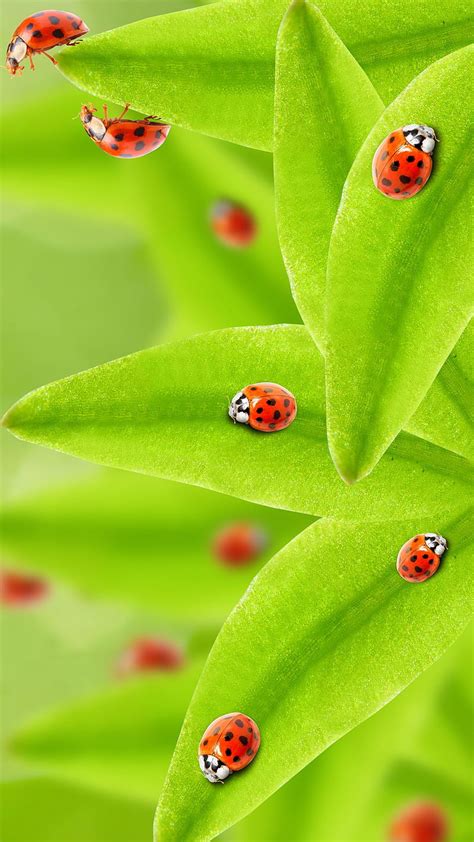 Ladybugs Green Leaves Nature Hd Phone Wallpaper Peakpx