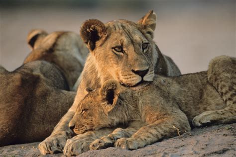 Realscreen » Archive » PBS, Love Nature to premiere new wildlife doc ...