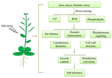 IJMS Free Full Text Regulation Of Plant Responses To Salt Stress