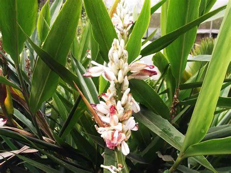 Galangal Care And Growing Guide Plantly