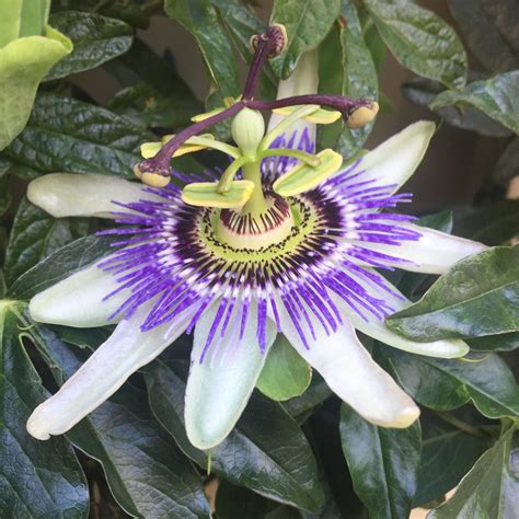 Coolest Looking Flowers at Derrick Evans blog