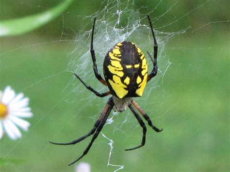 28 Types Of Spiders In Illinois With Pictures Animal Hype