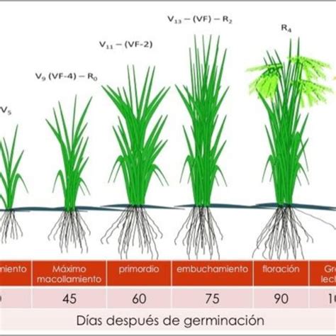 Curva de absorción de hierro en diferentes órganos vegetativos por