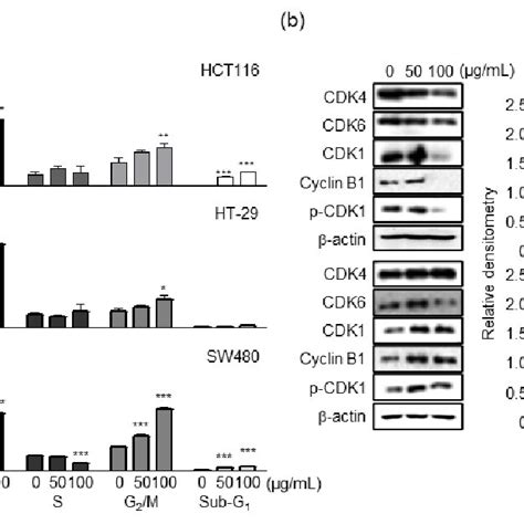 Effects Of Psy On Apoptosis In Human Crc Cells Crc Cells Were Treated