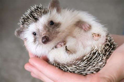 Are Hedgehogs Exotic Pets? (And Why It Matters) - Fur, Wings, & Scaly Things