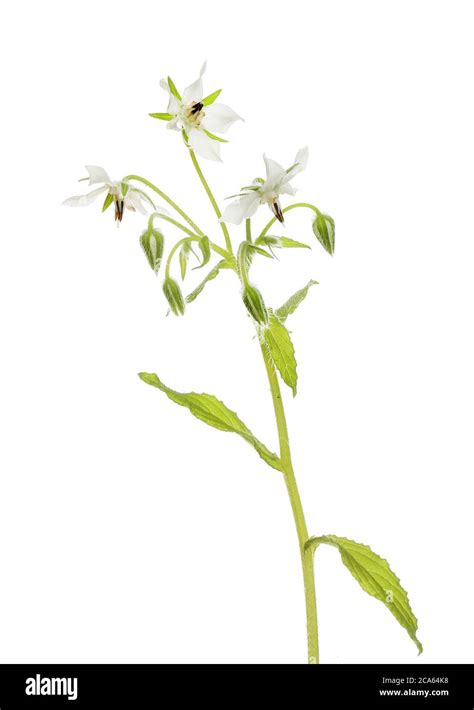 White Borage Flowers And Foliage Isolated Against White Stock Photo Alamy