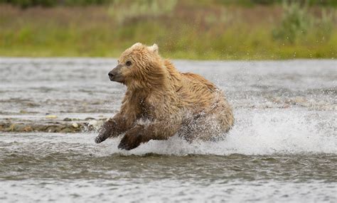 Alaska Fishing Bears | Hemmings Photo Tours | British Columbia