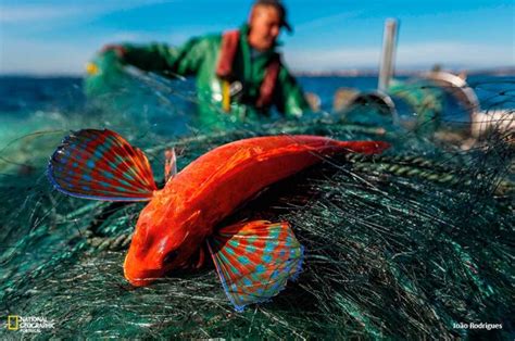 Pescadores Impedidos De Pescar Em Futuro Parque Marinho Do Algarve V O