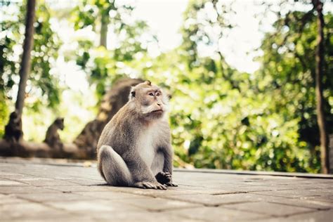 Premium Photo | Closeup portrait of long tail monkey in natural habitat