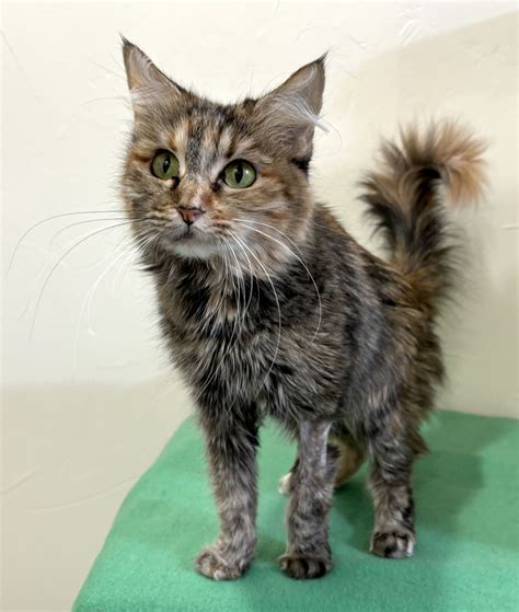 Treasure & Cooper are adopted! | Happy Cats Haven