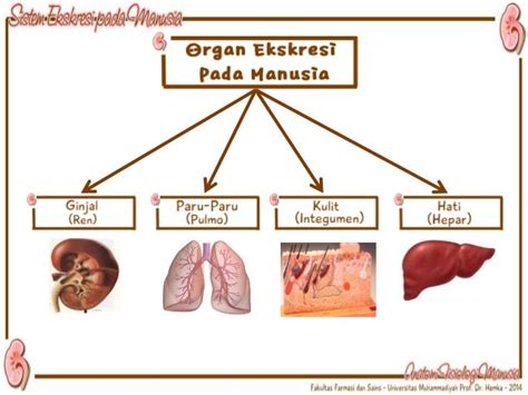 Sistem Ekskresi Ginjal Pada Manusia