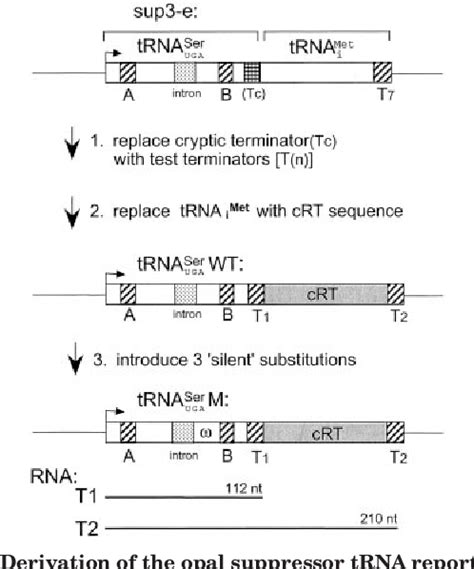 Figure 1 From Transcription Termination By Rna Polymerase Iii In Fission Yeast Semantic Scholar