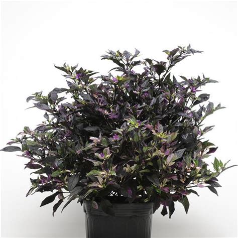 25 Ornamental Pepper Seeds Purple Flash – trailingpetunia.com