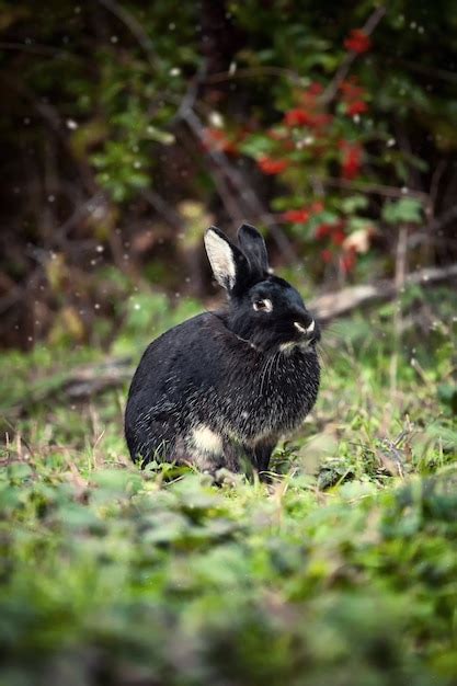 Premium Photo Black Rabbit In The Forest Magical Atmosphere