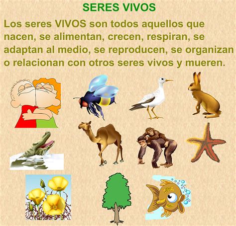 Los Seres Vivos Son Importantes