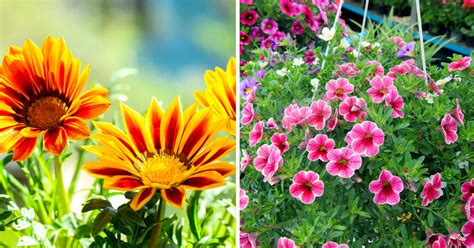 Contare Boccaglio Cancellare Fiori In Vaso In Pieno Sole Arrugginito