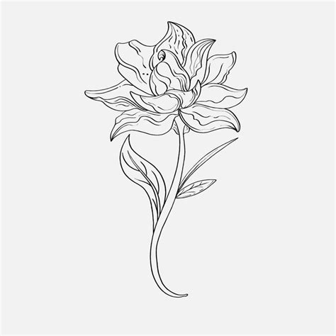 Dibujos Para Colorear De Hermosas Flores De Lirio Imprimibles Lirios De Contorno Página En