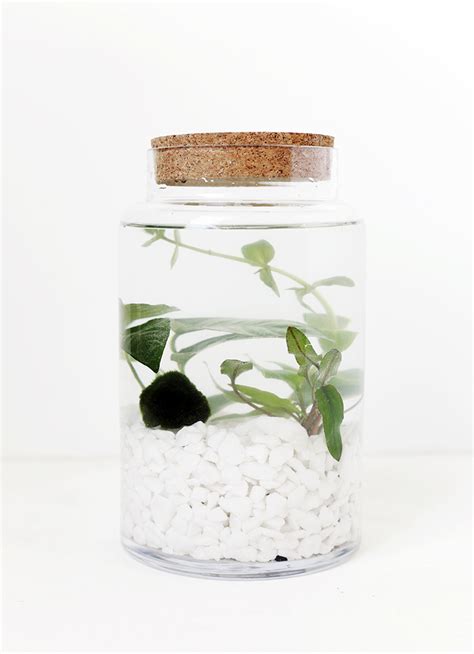 DIY Indoor Water Garden - The Merrythought