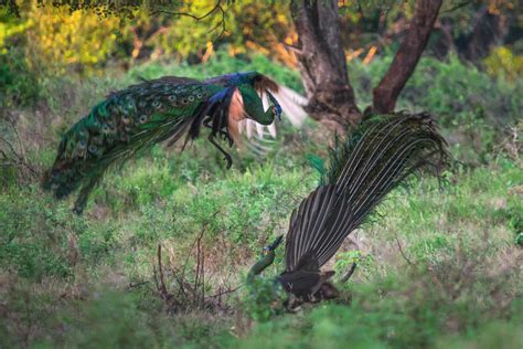 Green Peafowl Pavo Muticus