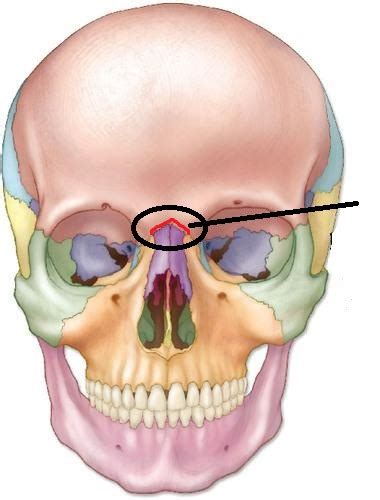 Anatomy Lab Study Guide Flashcards | Quizlet