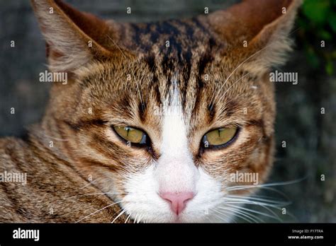 beautiful cat brown with black stripes looking ahead Stock Photo - Alamy