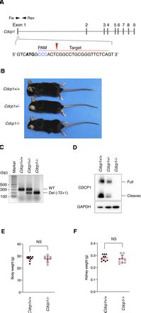 CDCP1 Promotes Compensatory Renal Growth By Integrating Src And Met