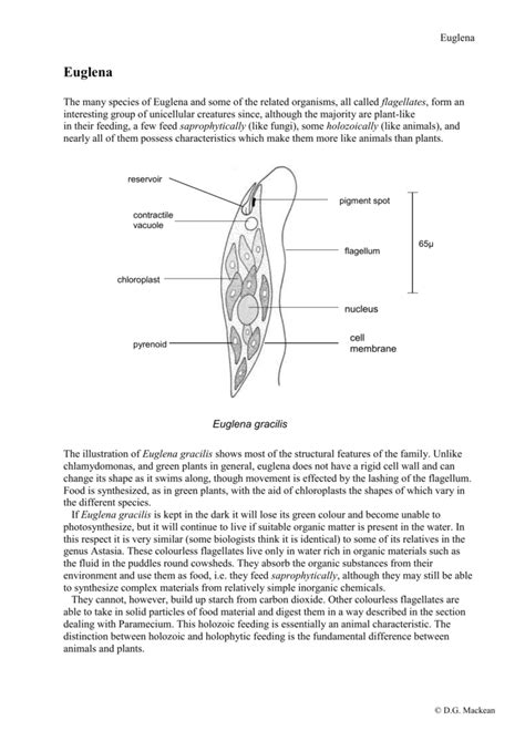 Euglena Structure