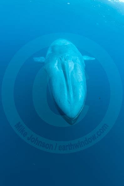 Blue Whale underwater photo M6F2985