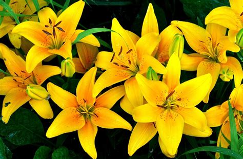 Lilies Yellow Flowers Drops Flowerbed HD Wallpaper Rare Gallery