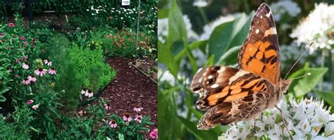 How to Have Your Butterfly Garden and Eat It Too - GrowJourney