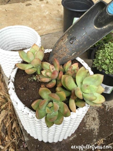 How to Care for Succulent Plants | Plants, Succulents, Planting succulents