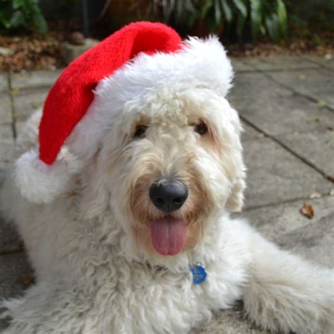 Merry Christmas From Marabelle Doodle Dog Doodle Mom Goldendoodle