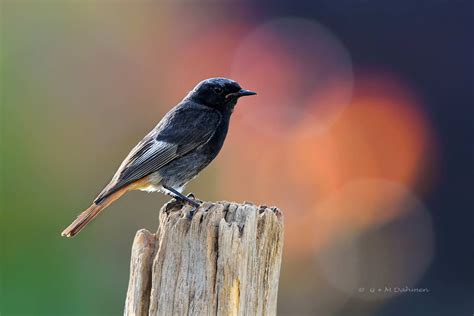 Hausrotschwanz Naturfotografie G M Dahmen Bilder Fotos